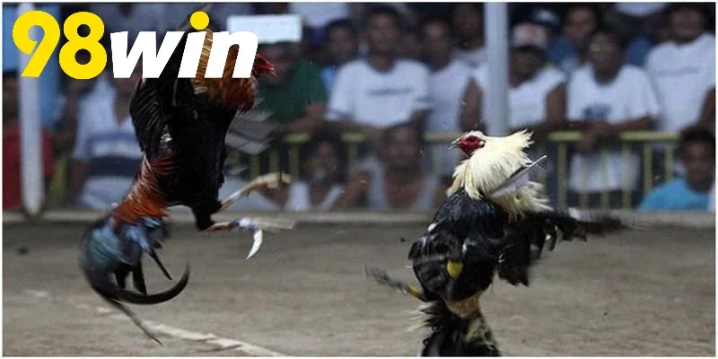 Loại hình chọi gà được tổ chức phổ biến và bài bản
